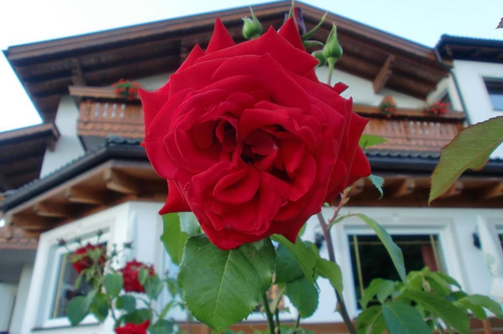 Hotel Viktoria Кастелрото Екстериор снимка